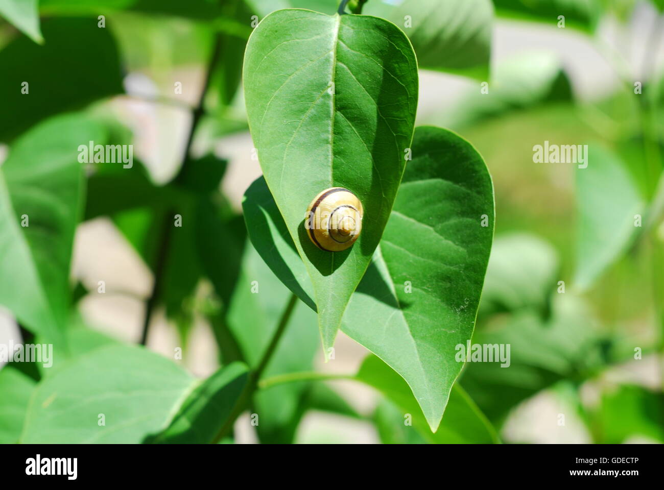 Escargot Cepaea nemoralis, Gastropoda, Banque D'Images