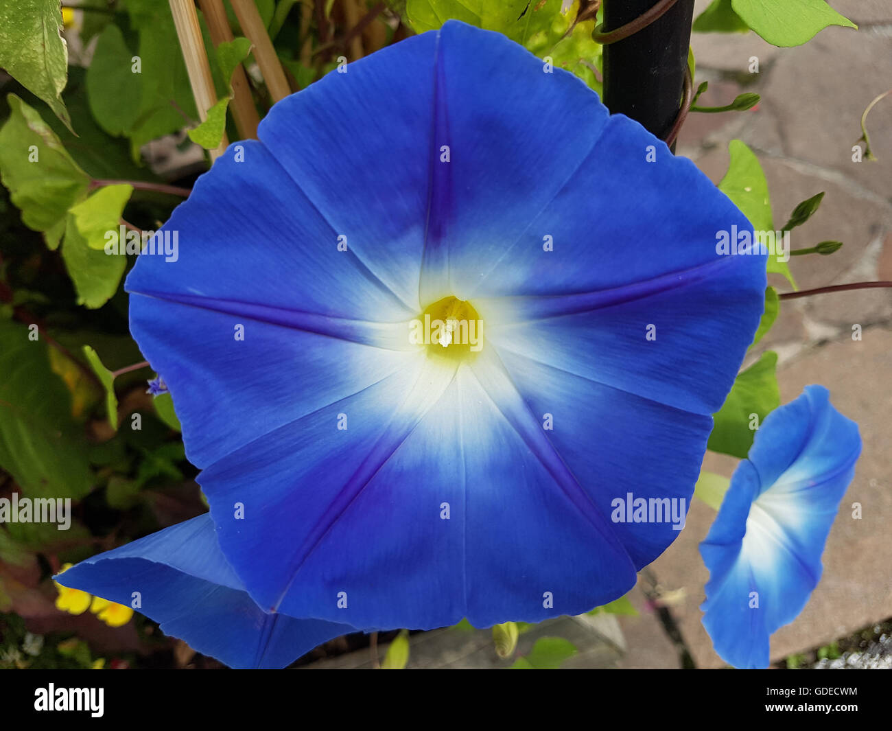 Prunkwinde Dreifarbige ; Ipomoea purpurea tricolore ; Banque D'Images