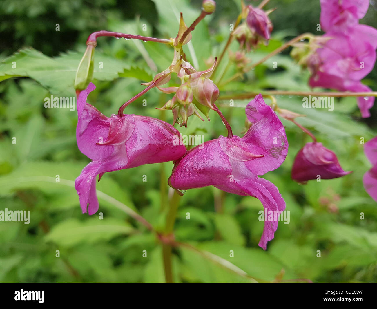 Druesiges Springkraut Impatiens glandulifera, ; Banque D'Images