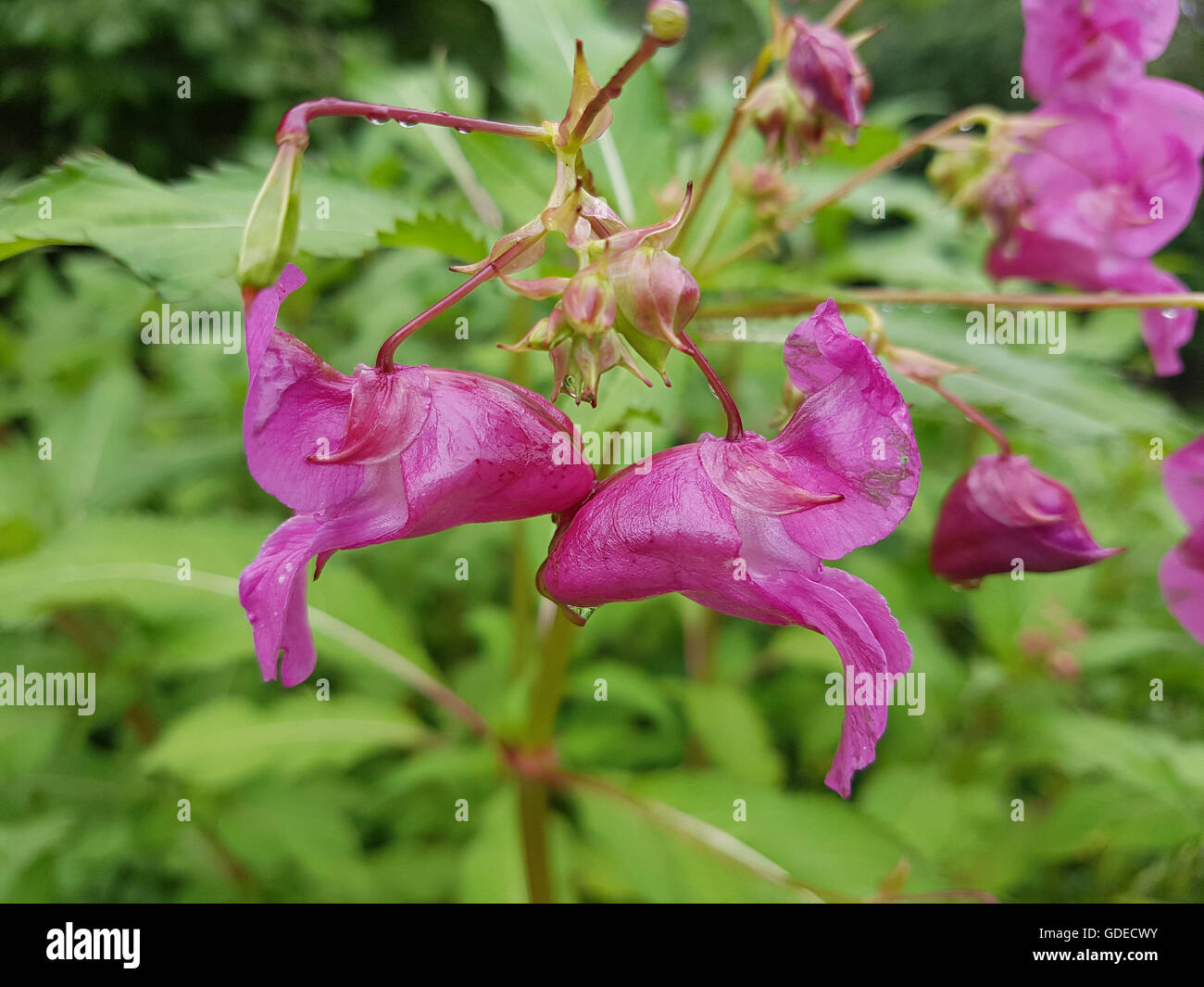 Druesiges Springkraut Impatiens glandulifera, ; Banque D'Images