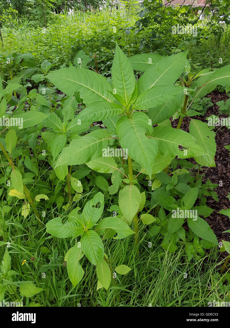 Druesiges Springkraut Impatiens glandulifera, ; Banque D'Images