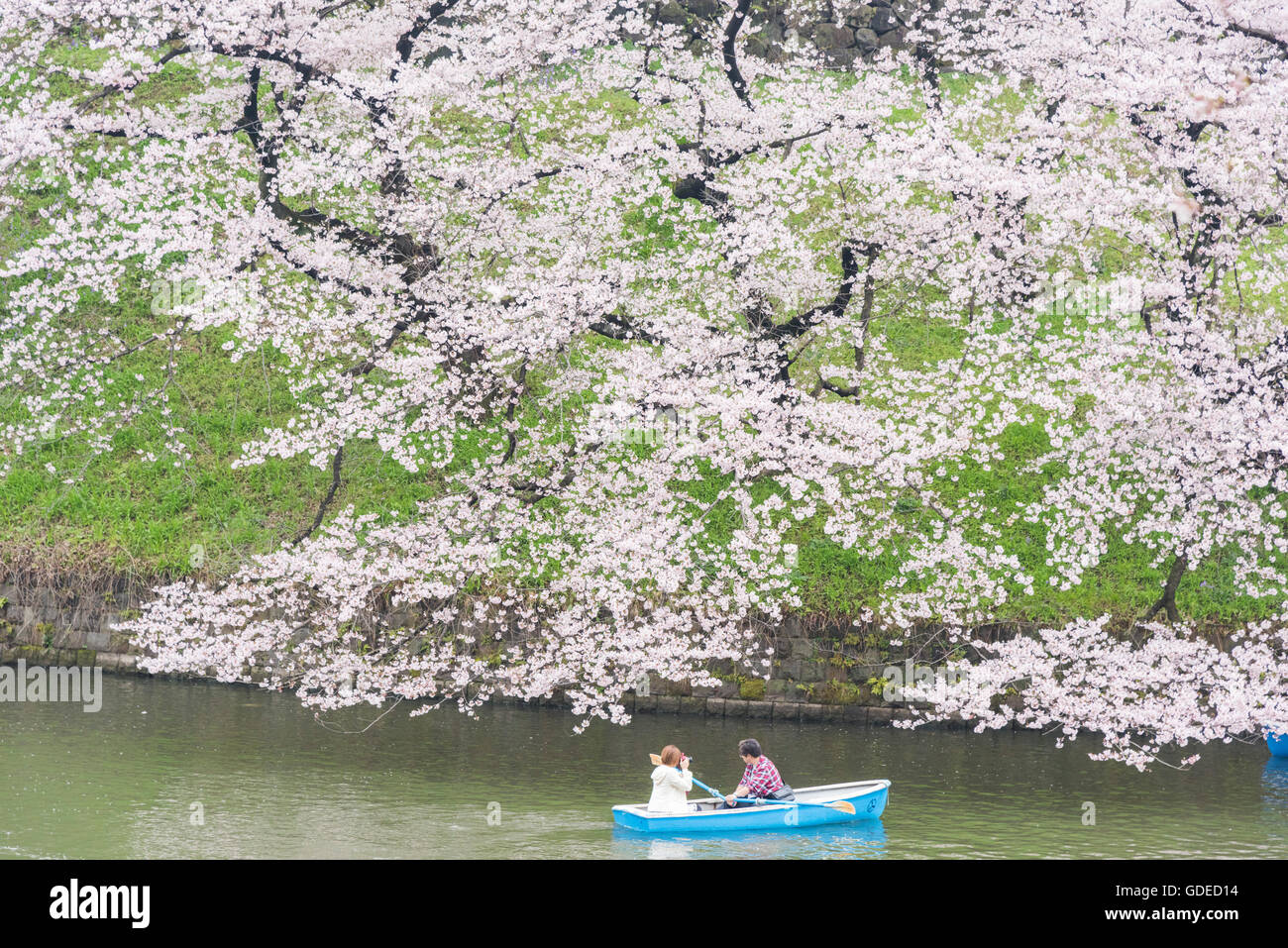 Fleur de cerisier,Chidorigafuchi Kokyo Gaien,Parc Kitanomaru, Chiyoda-Ku, Tokyo, Japon Banque D'Images