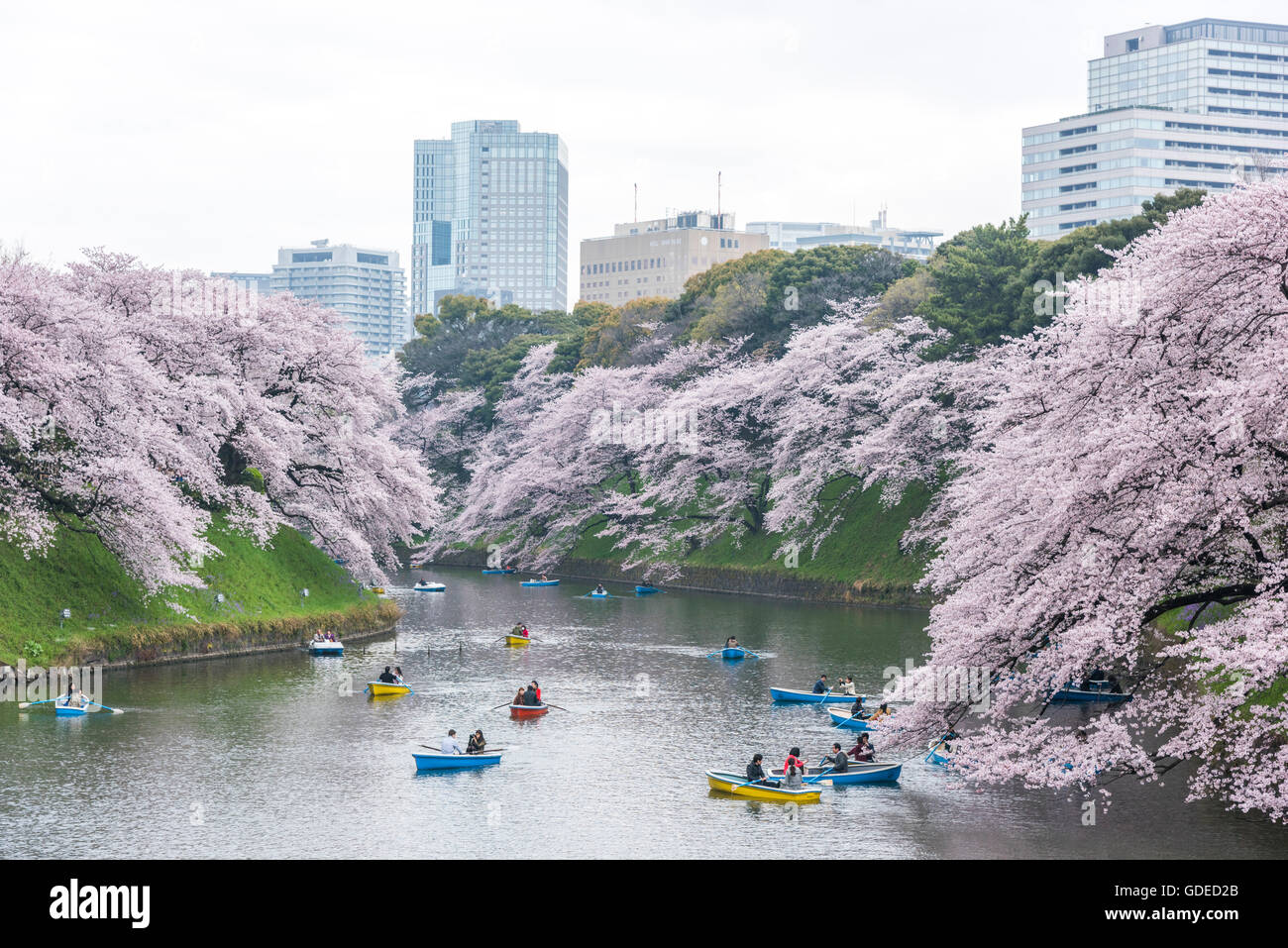 Fleur de cerisier,Chidorigafuchi Kokyo Gaien,Parc Kitanomaru, Chiyoda-Ku, Tokyo, Japon Banque D'Images