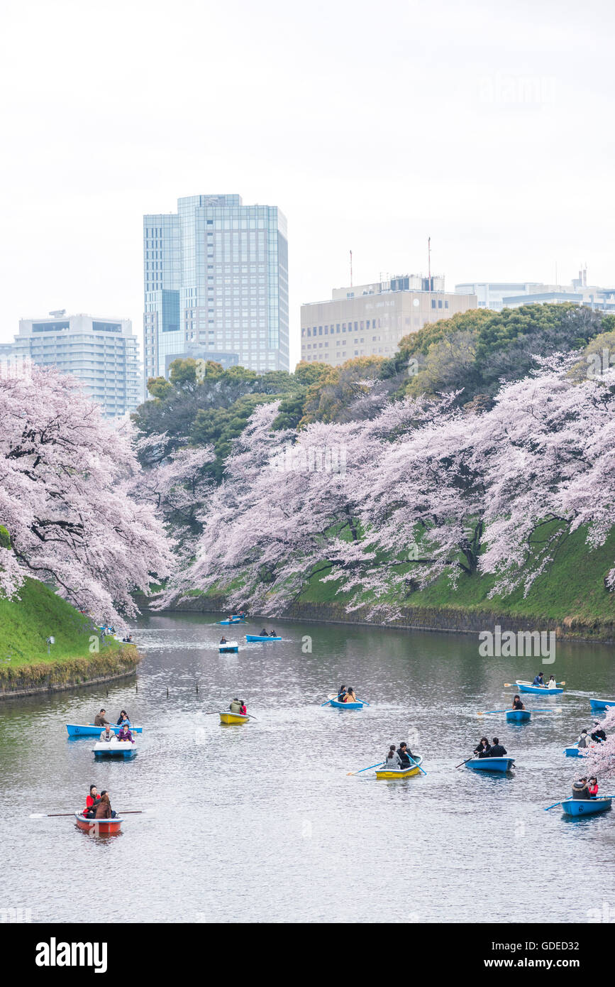 Fleur de cerisier,Chidorigafuchi Kokyo Gaien,Parc Kitanomaru, Chiyoda-Ku, Tokyo, Japon Banque D'Images