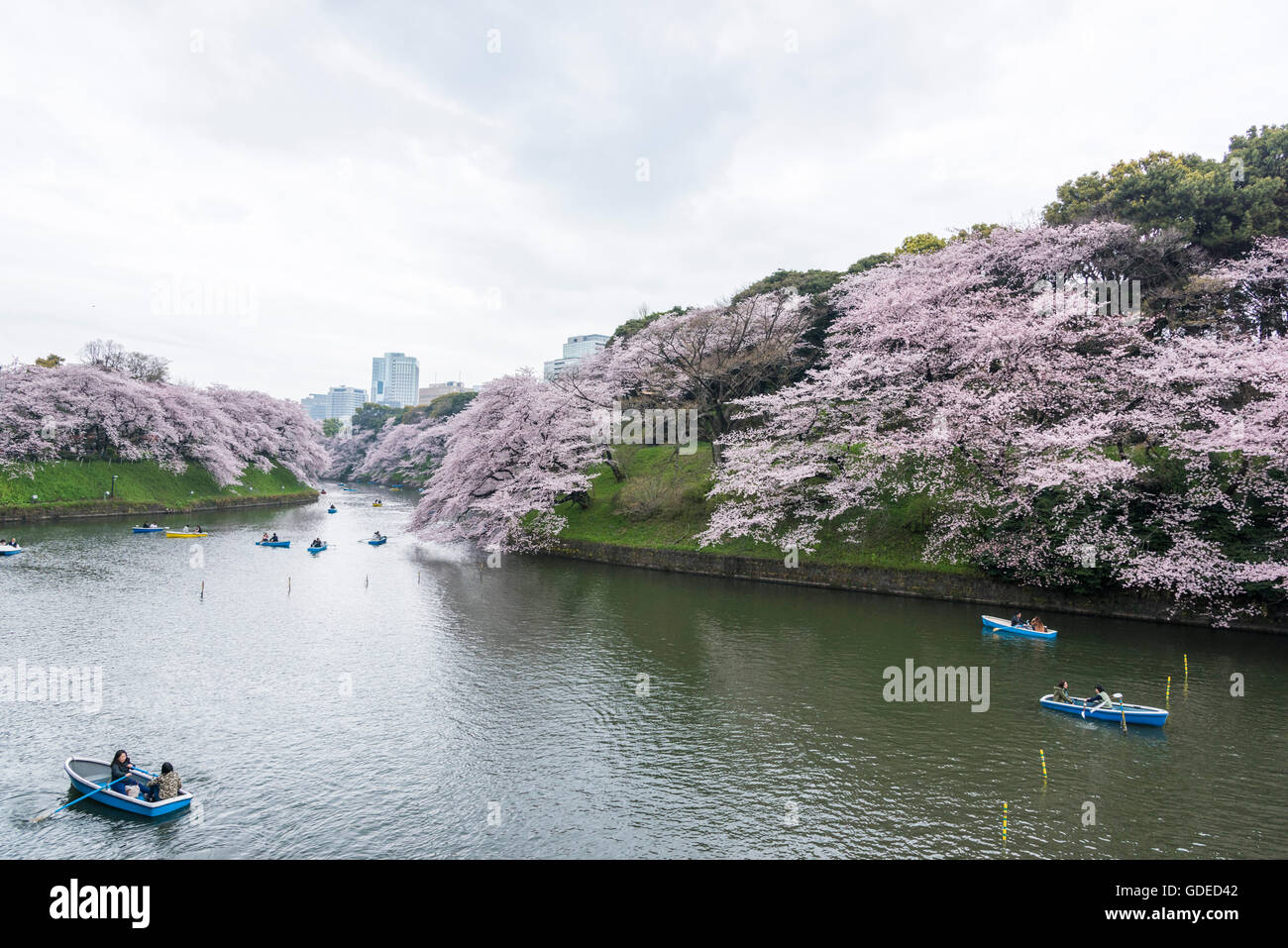 Fleur de cerisier,Chidorigafuchi Kokyo Gaien,Parc Kitanomaru, Chiyoda-Ku, Tokyo, Japon Banque D'Images