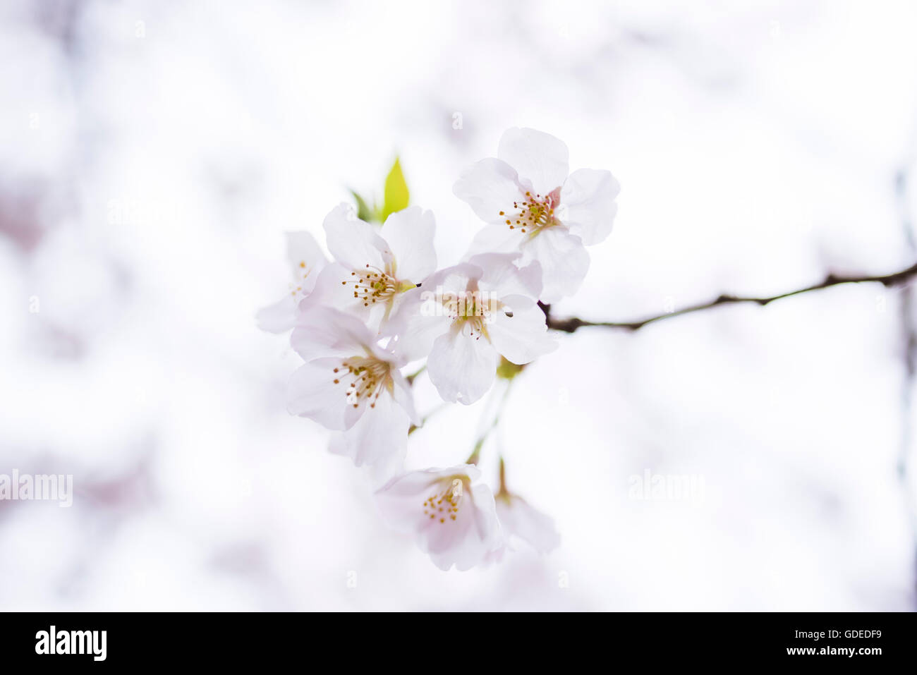 Fleur de cerisier,Chidorigafuchi Kokyo Gaien,Parc Kitanomaru, Chiyoda-Ku, Tokyo, Japon Banque D'Images