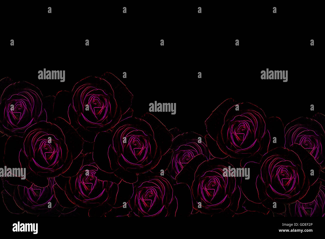 Groupe de roses rose et rouge ligne modèle glow light arragement sur fond noir Banque D'Images