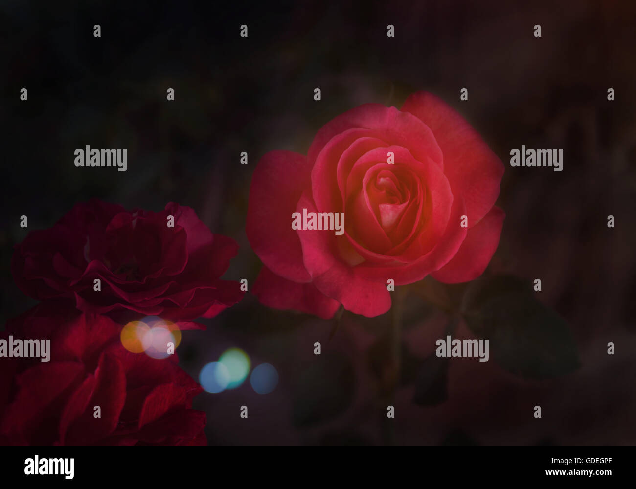 Fleurs roses rouges dans l'obscurité la lumière nuit romantique avec bokeh et copy space Banque D'Images