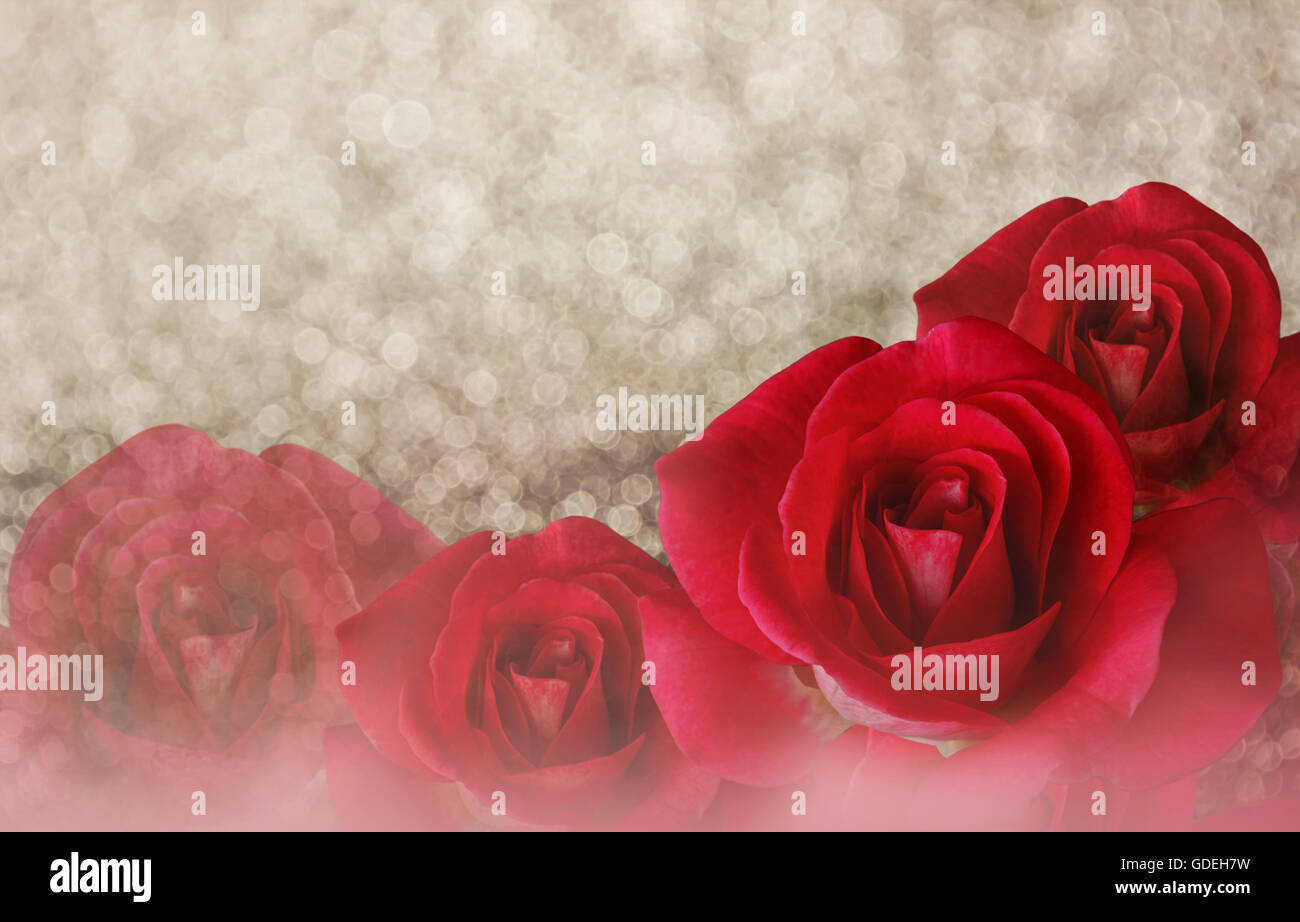 Roses rouge romantique sur bokeh abstract valentin rêve de fond with copy space Banque D'Images