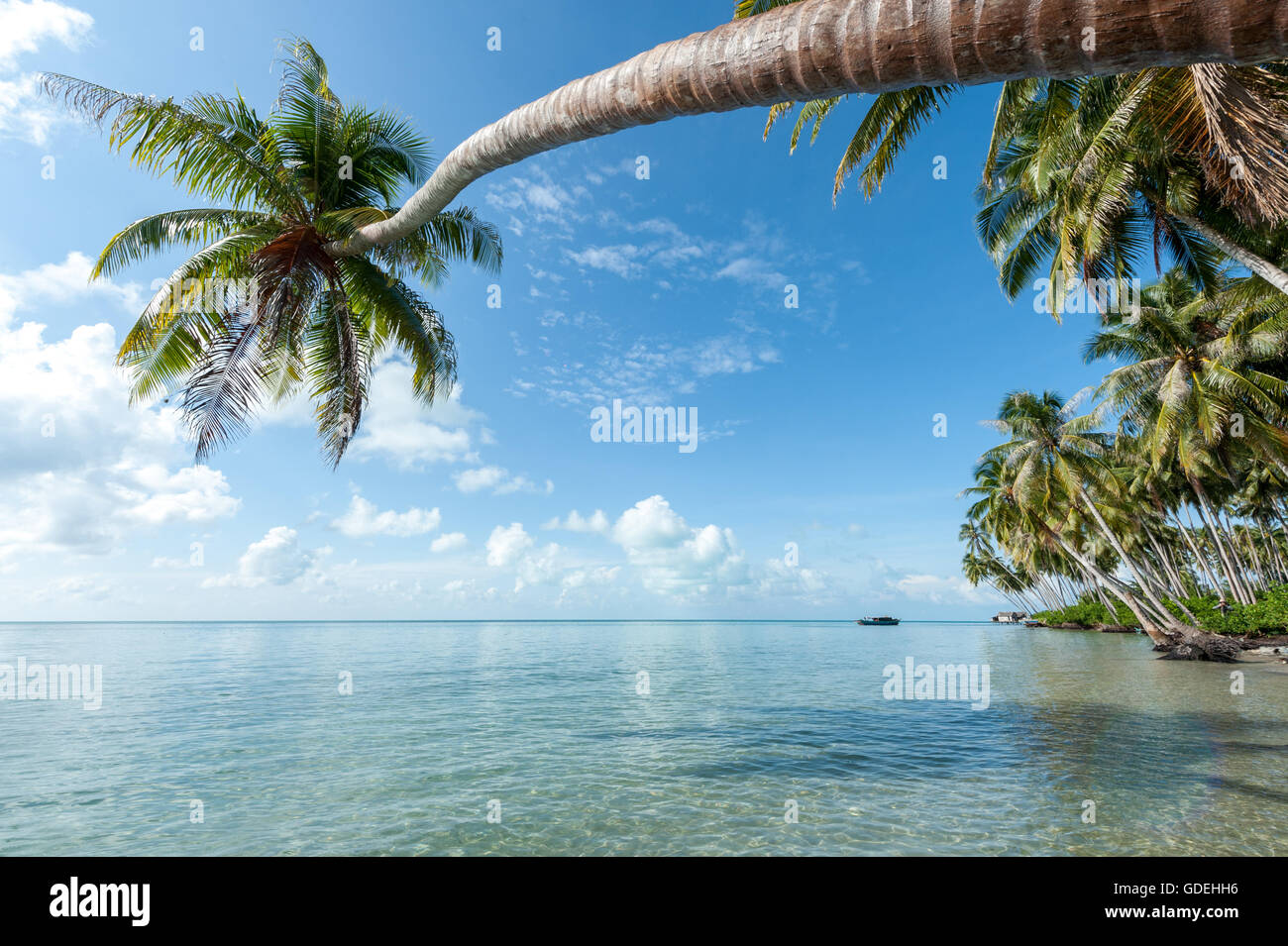 Palmier sur l'océan surplombant la plage, Semporna, Sabah, Malaisie Banque D'Images