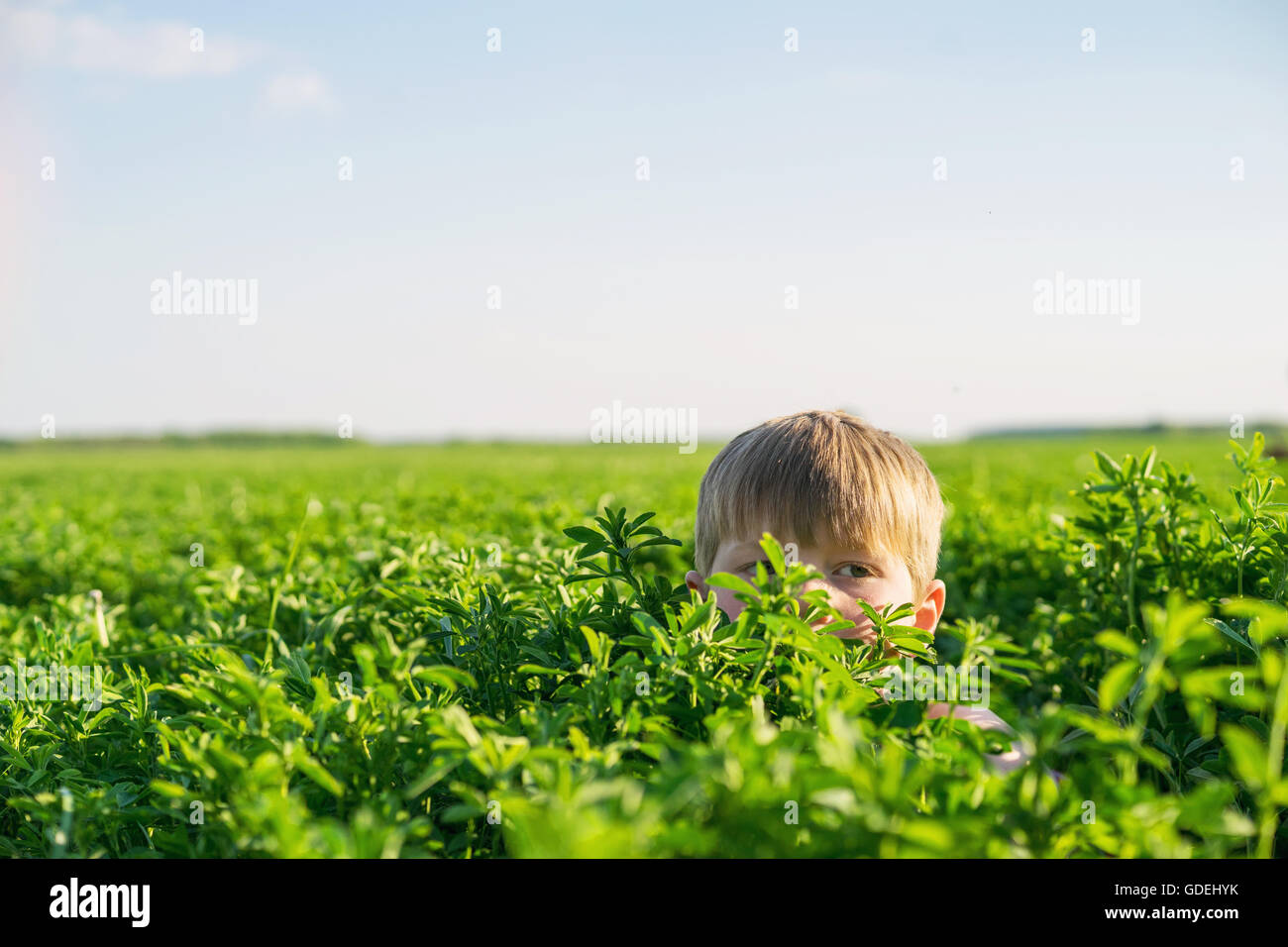 Boy hiding in field on farm Banque D'Images