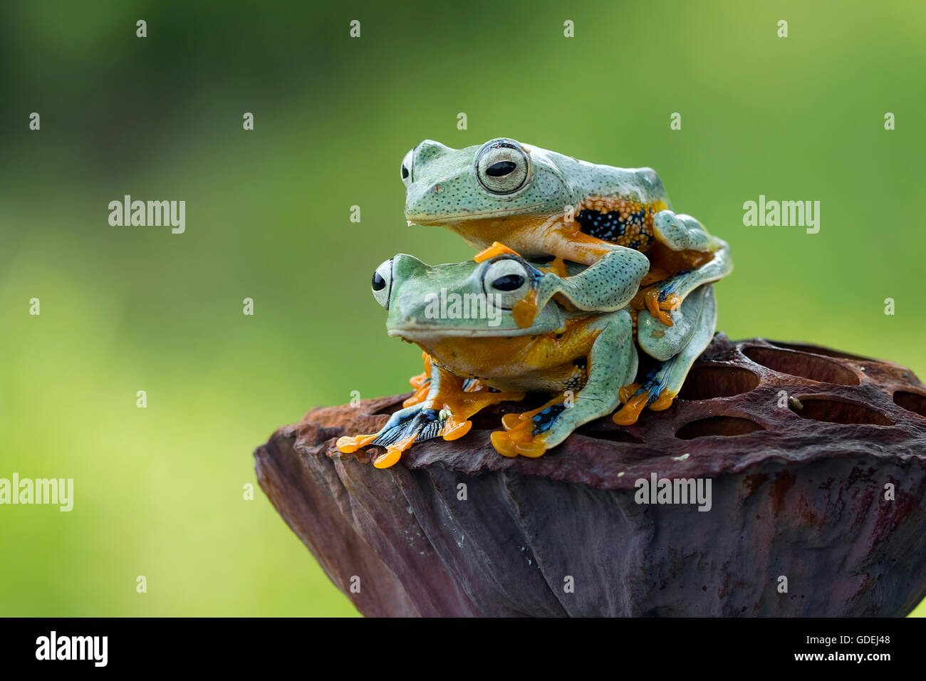 Grenouille d'arbre assis sur le dessus d'une autre grenouille d'arbre Banque D'Images