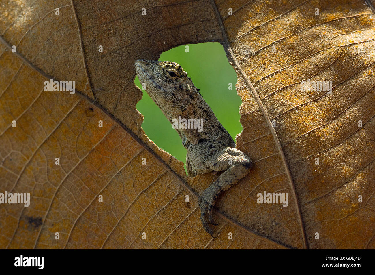 Lizard à par le trou dans une feuille Banque D'Images