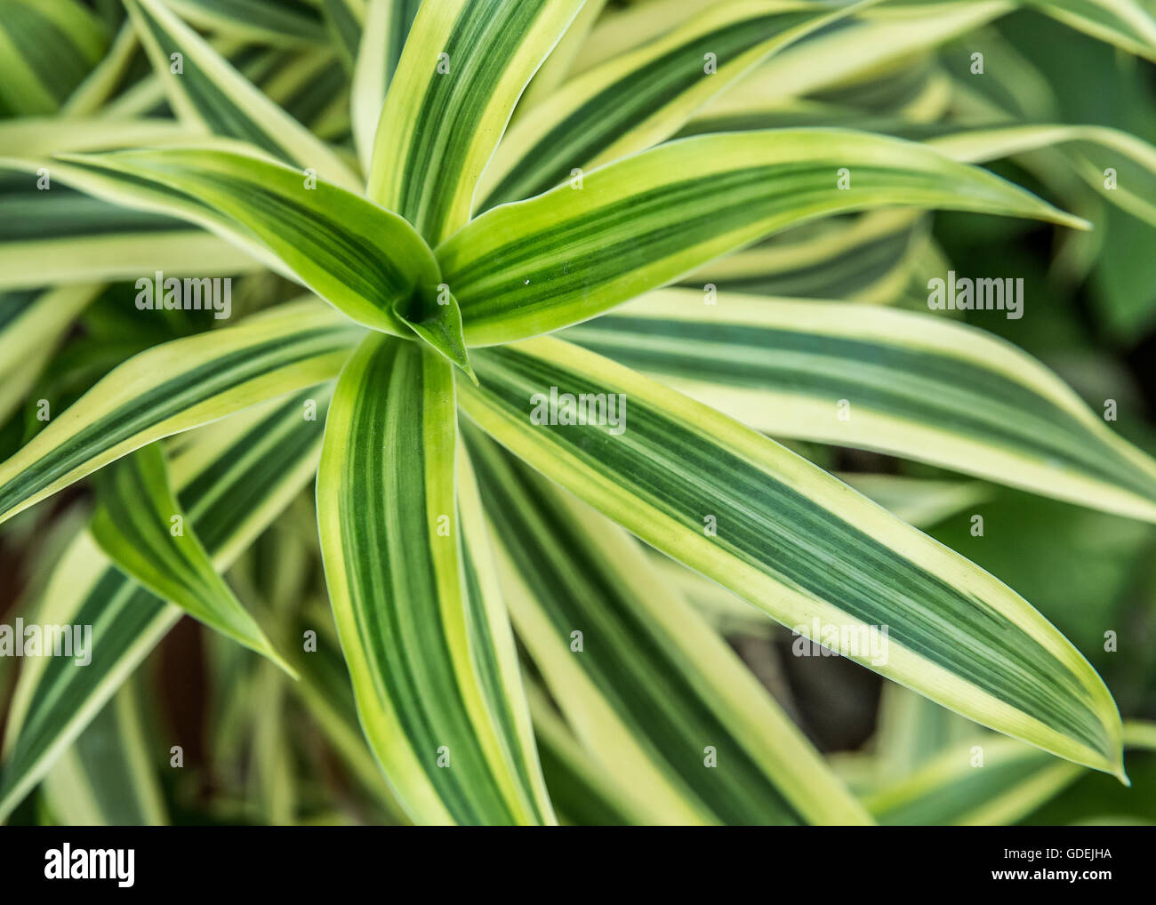 Close-up d'une plante verte, Bali, Indonésie Banque D'Images