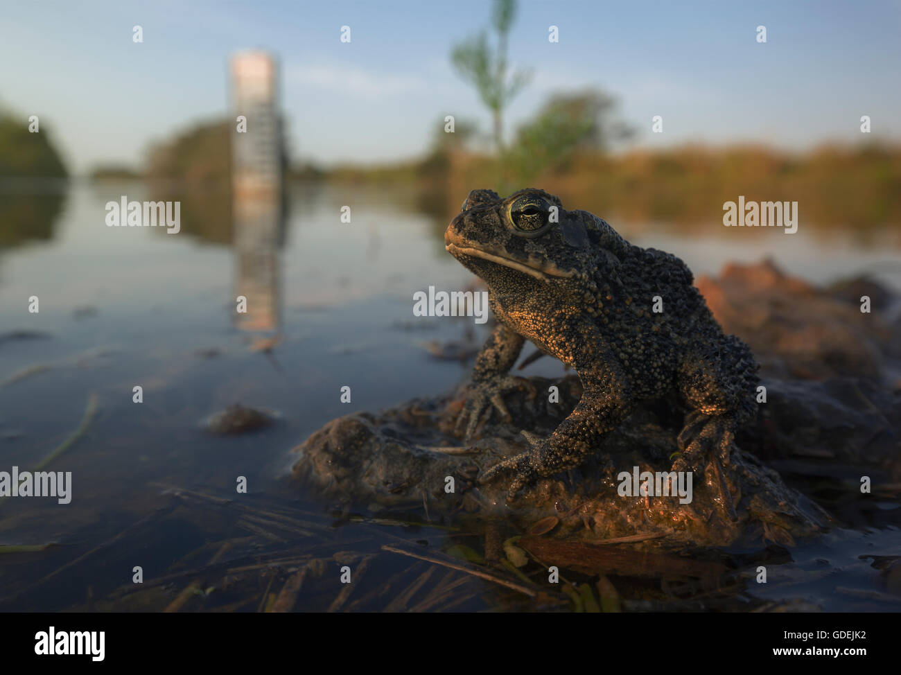 Toad Anaxyrus terrestris (sud) assis sur la roche, les Everglades, en Floride, l'Amérique, USA Banque D'Images