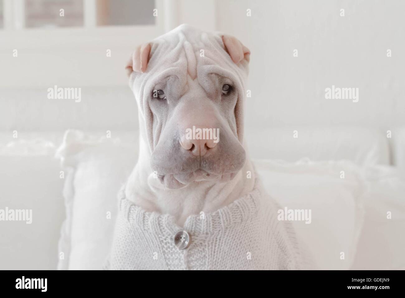 Shar Pei dog sitting on couch wearing sweater Banque D'Images