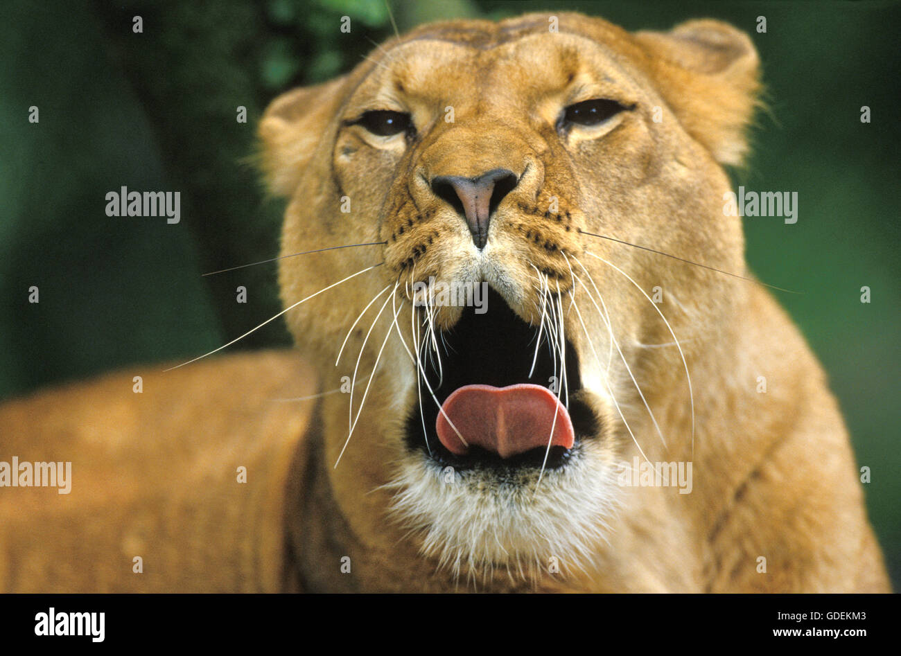 L'AFRICAN LION Panthera leo, les bâillements, KENYA Banque D'Images