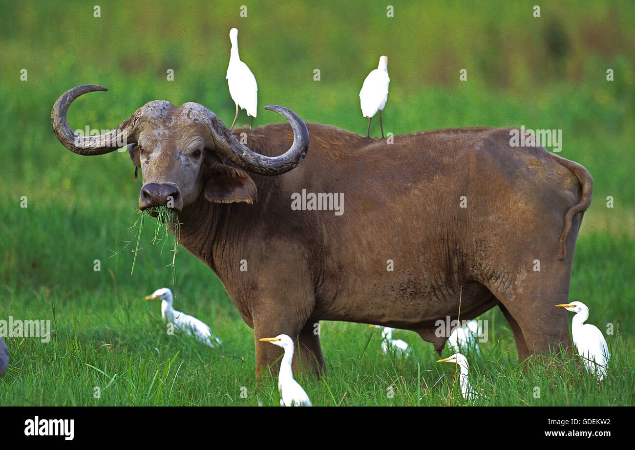 D'AFRIQUE, syncerus caffer, avec le bétail, Egret Bubulcus ibis, parc de Masai Mara au Kenya Banque D'Images