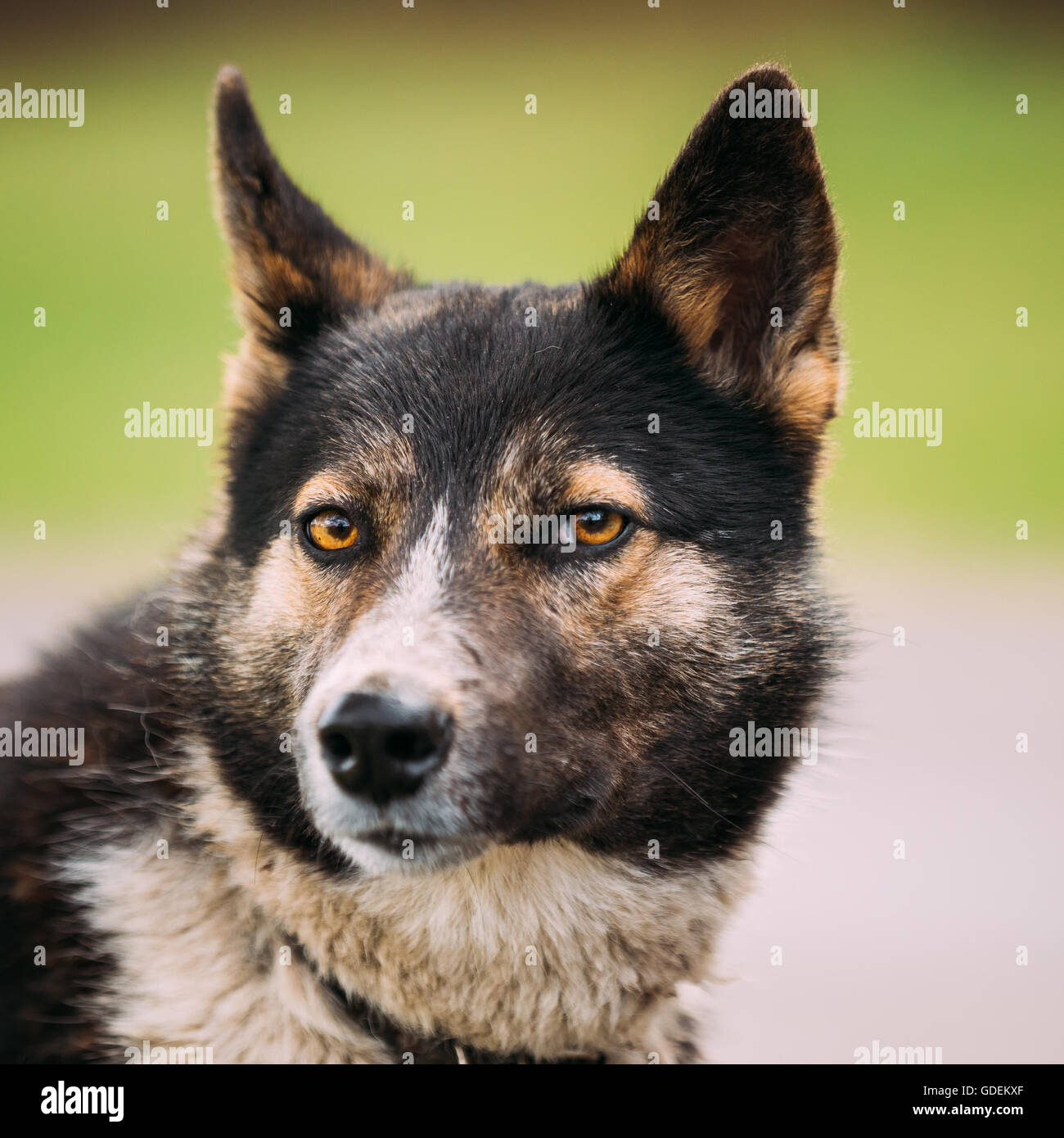 Portrait de taille moyenne Mixed Breed Dog Banque D'Images
