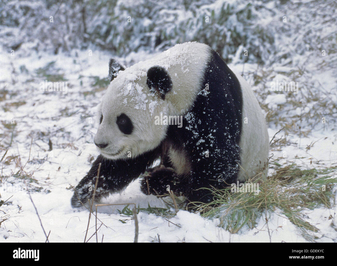 Le Panda Géant, Ailuropoda melanoleuca, Wolong Réserver en Chine Banque D'Images