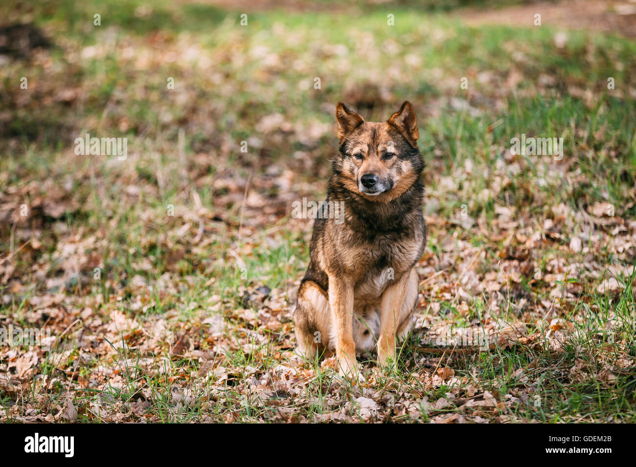 Taille moyenne Mixed Breed Dog sans-abri s'asseoir à l'extérieur du feuillage d'automne jaune Banque D'Images