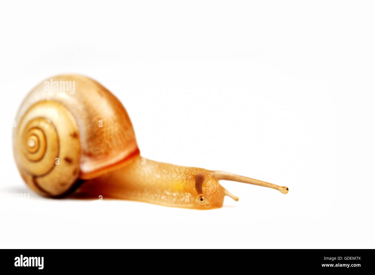 Escargot rigolo ,isolé sur fond blanc Banque D'Images