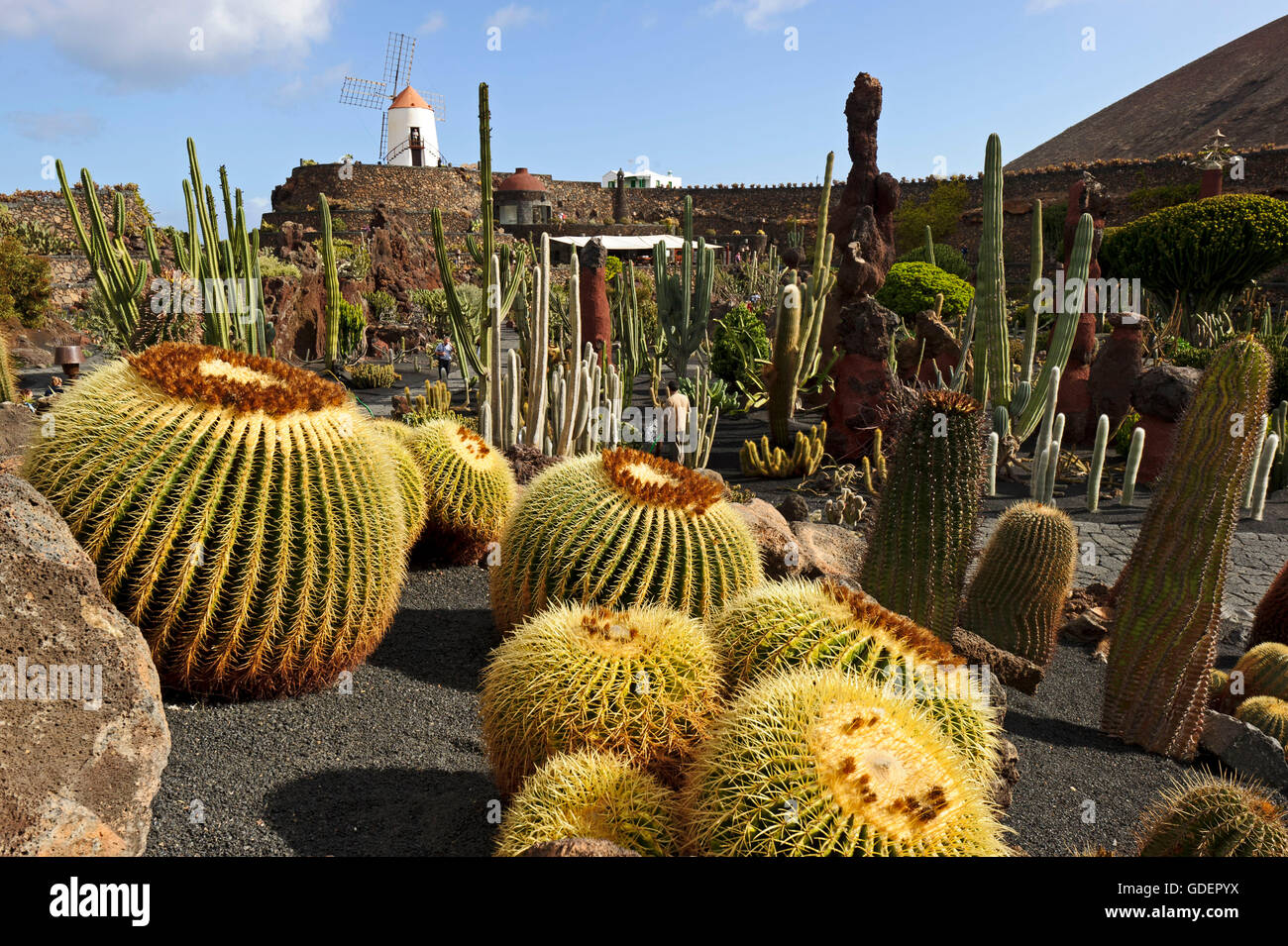 Jardin de cactus, jardin de cactus, Guatiza, Lanzarote, îles Canaries, Espagne / par Cesar Manrique Banque D'Images