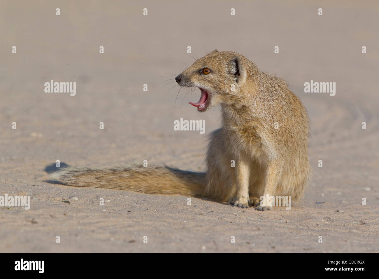 Mangouste jaune, Kgalagadi Transfrontier Park, Afrique du Sud/ (Cynictis penicillata) Banque D'Images