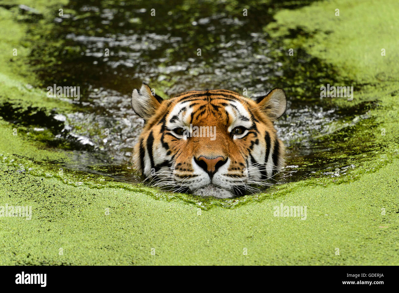 Tigre de Sibérie / (Pantera tigris altaica) Banque D'Images