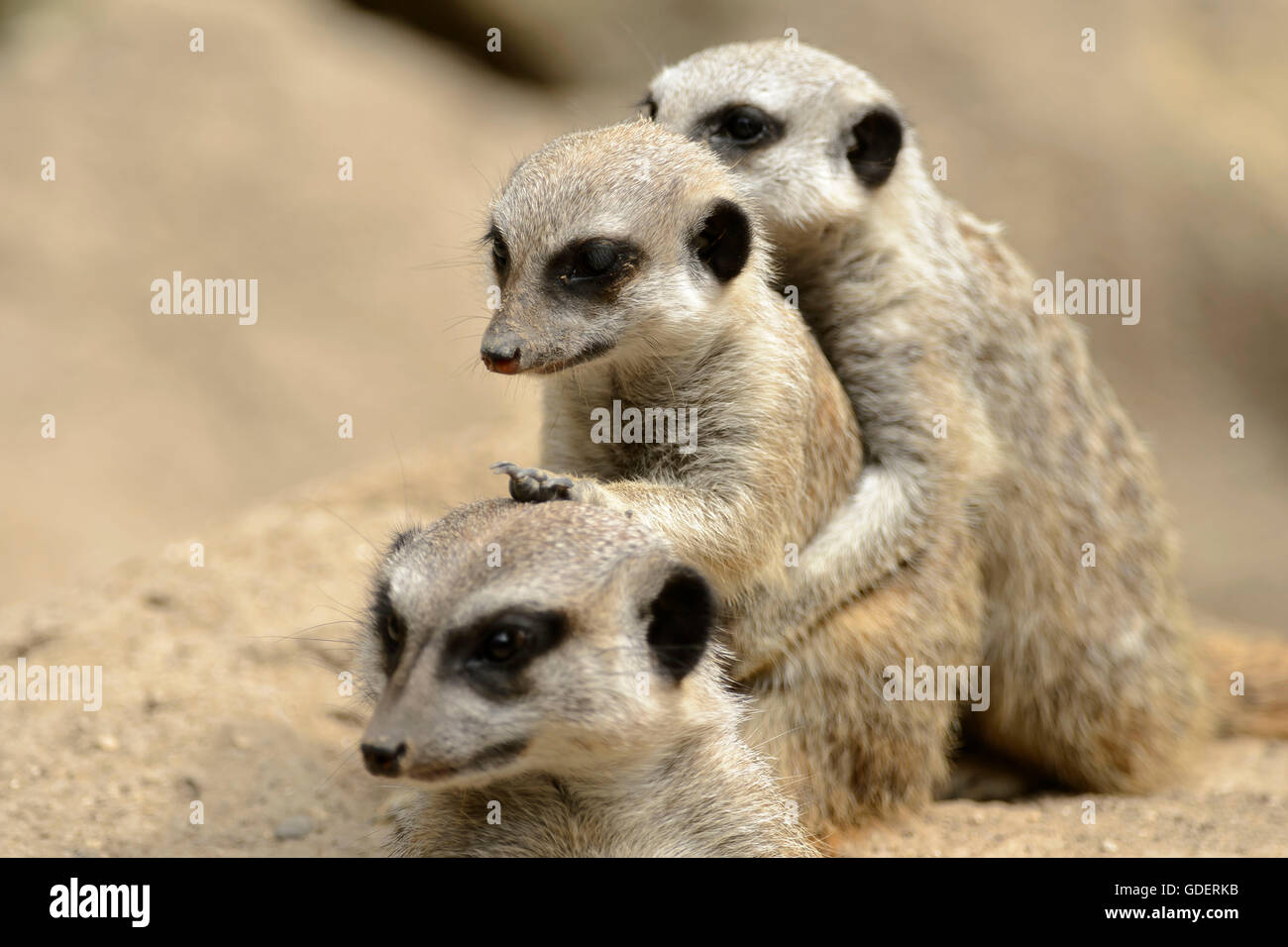 / Les suricates (Suricata suricatta) Banque D'Images
