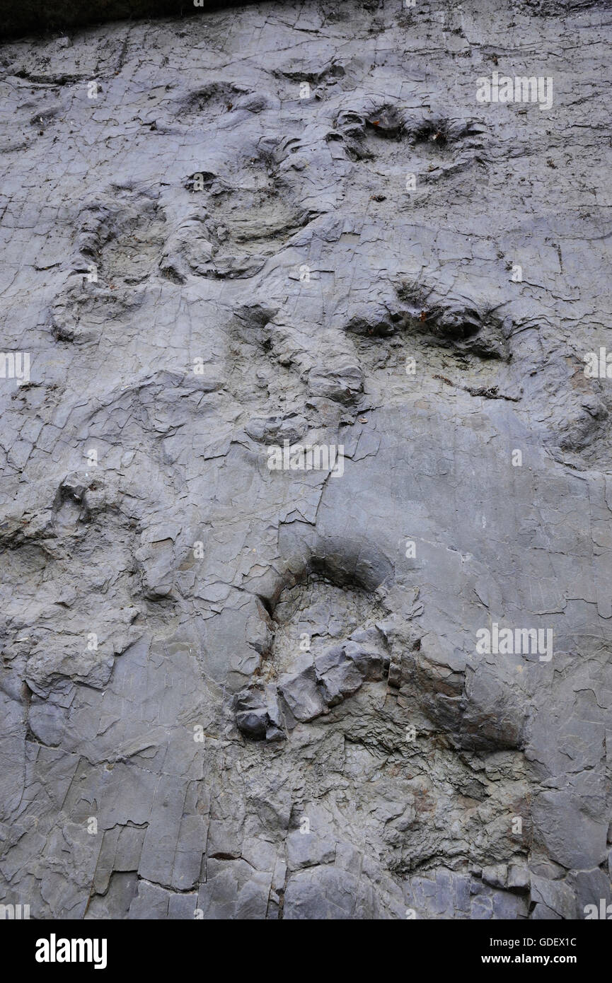 Traces de dinosaures, Balkhausen, Basse-Saxe, Allemagne Banque D'Images