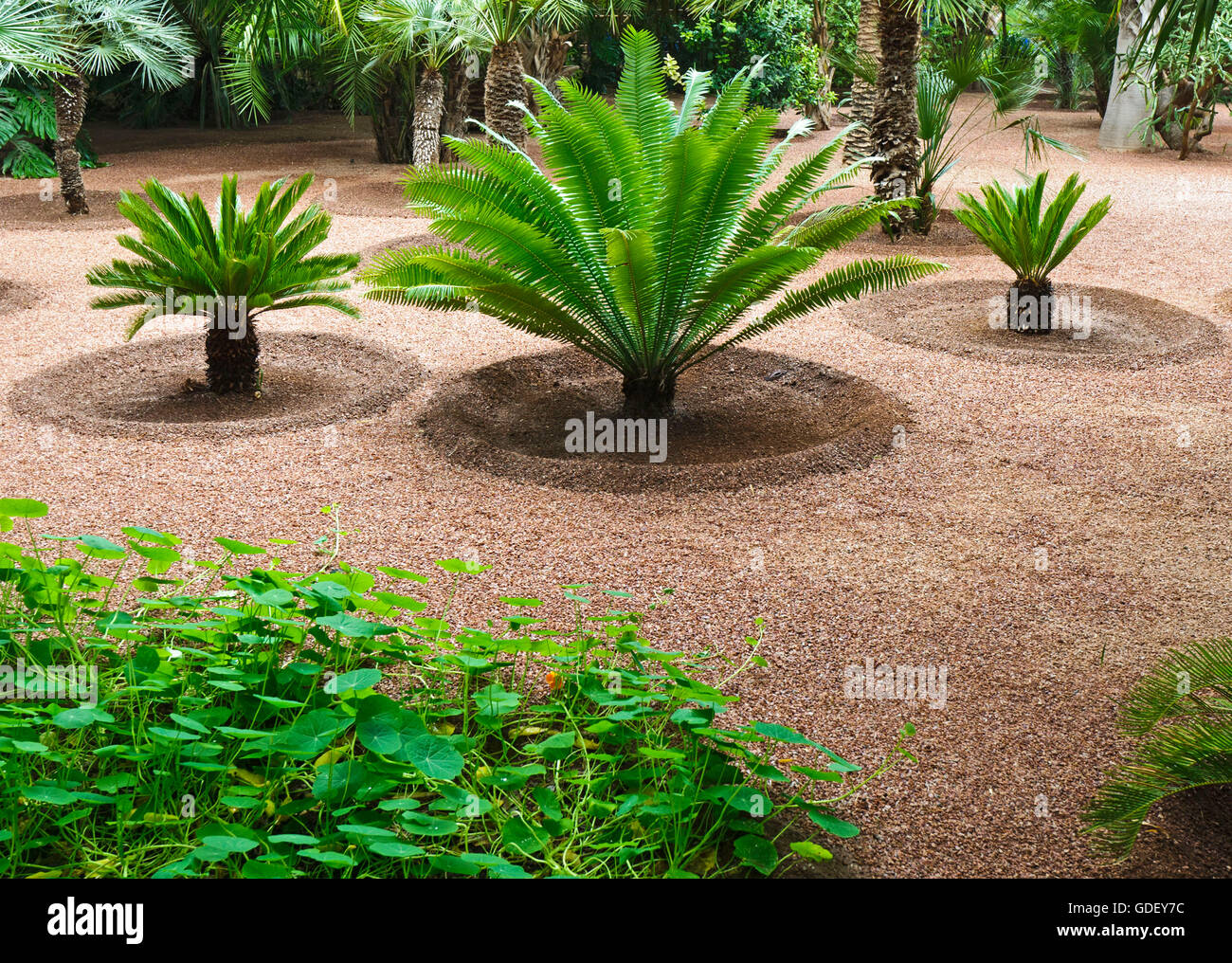 Maroc, Afrique, du jardin botanique Jardin Majorelle, Marrakech Banque D'Images