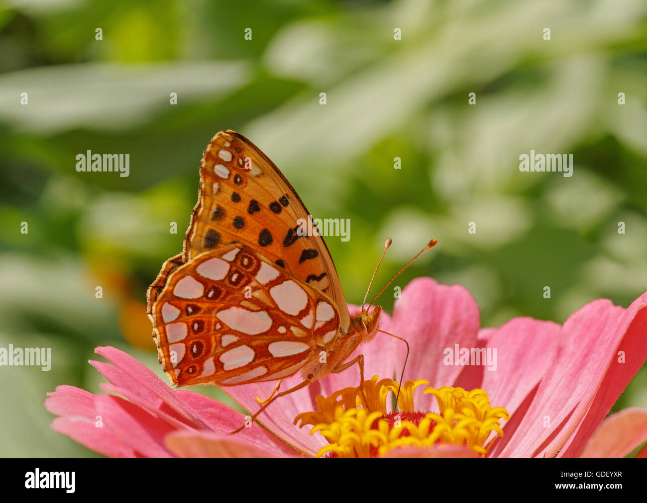 High brown fritillary papillon sur fleur violette zinnia Banque D'Images