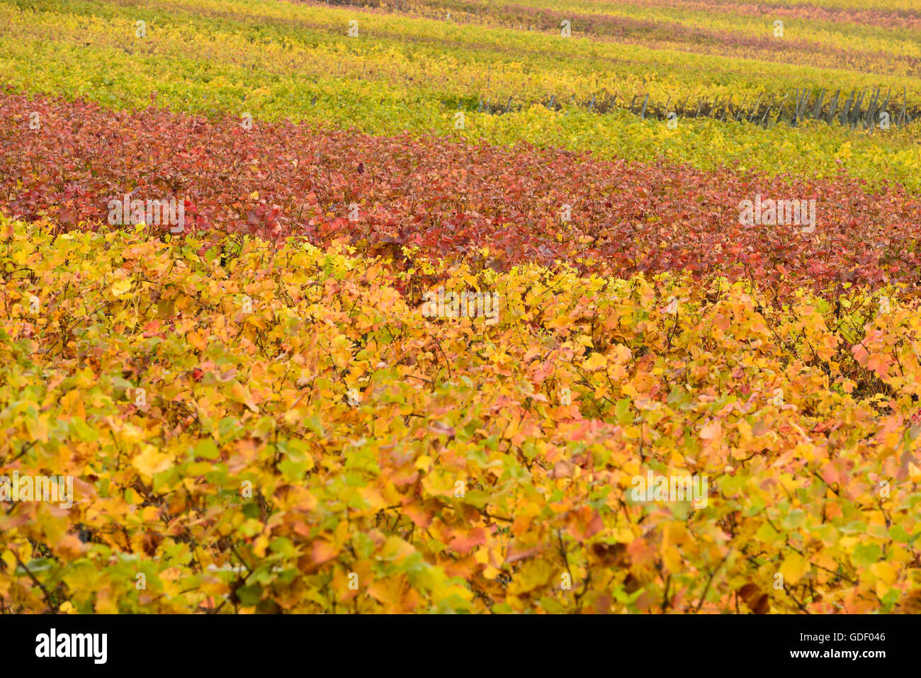 Vignes, Klingenmunster, Rheinland-Pfalz, Pfaelzer Wald, rue des vignes du Sud, Allemagne / mions Banque D'Images