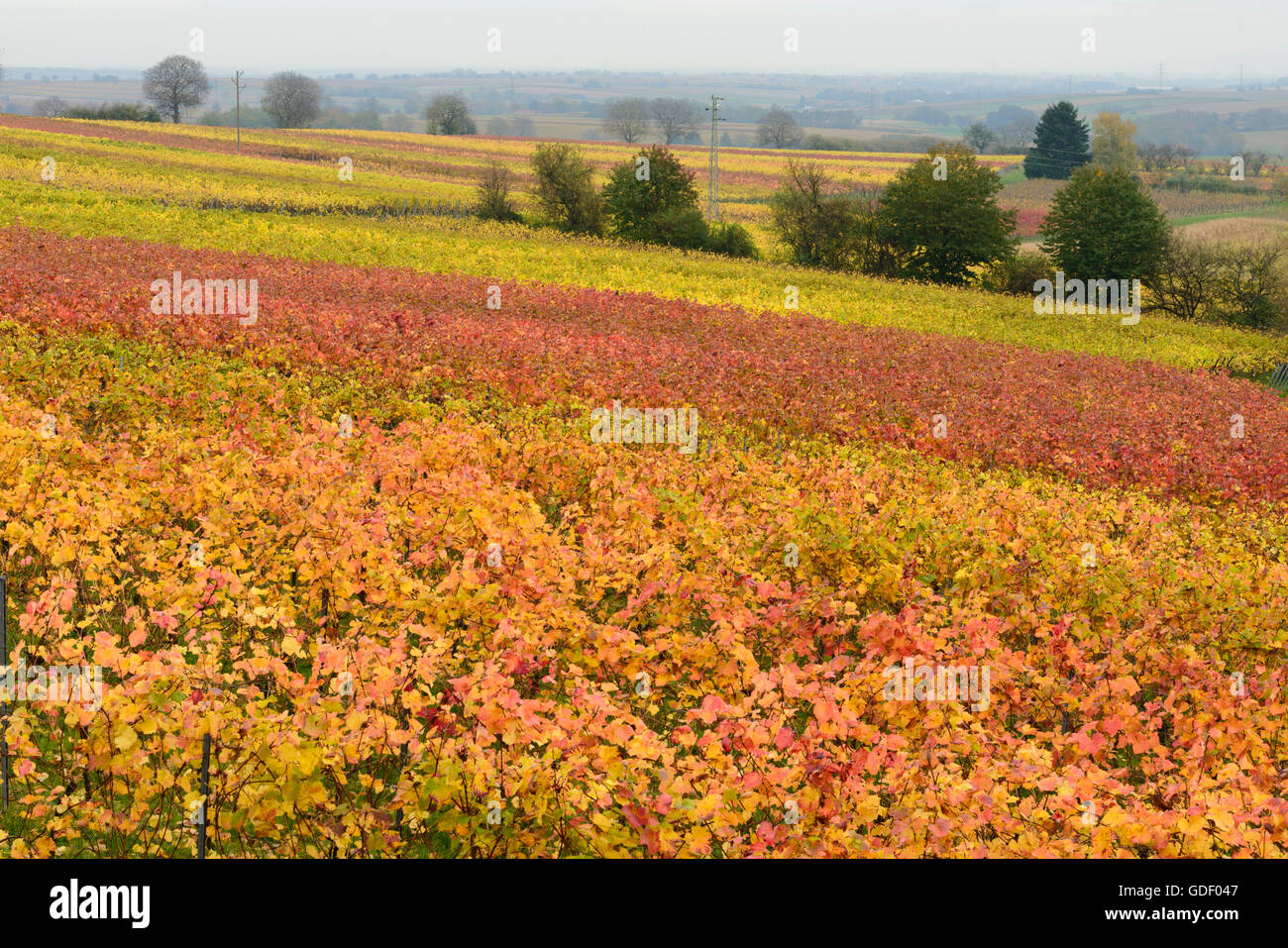 Vignes, Klingenmunster, Rheinland-Pfalz, Pfaelzer Wald, rue des vignes du Sud, Allemagne / mions Banque D'Images