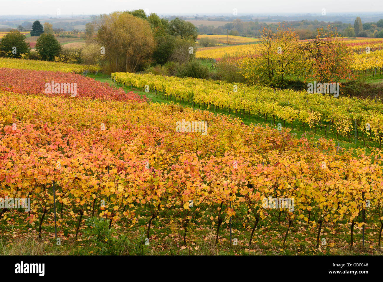 Vignes, Klingenmunster, Rheinland-Pfalz, Pfaelzer Wald, rue des vignes du Sud, Allemagne / mions Banque D'Images