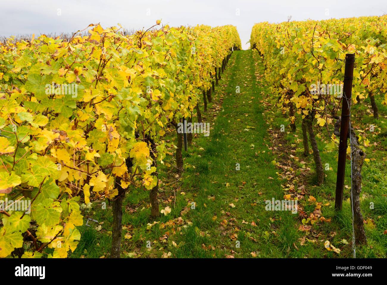 Vignes, Klingenmunster, Rheinland-Pfalz, Pfaelzer Wald, rue des vignes du Sud, Allemagne / mions Banque D'Images