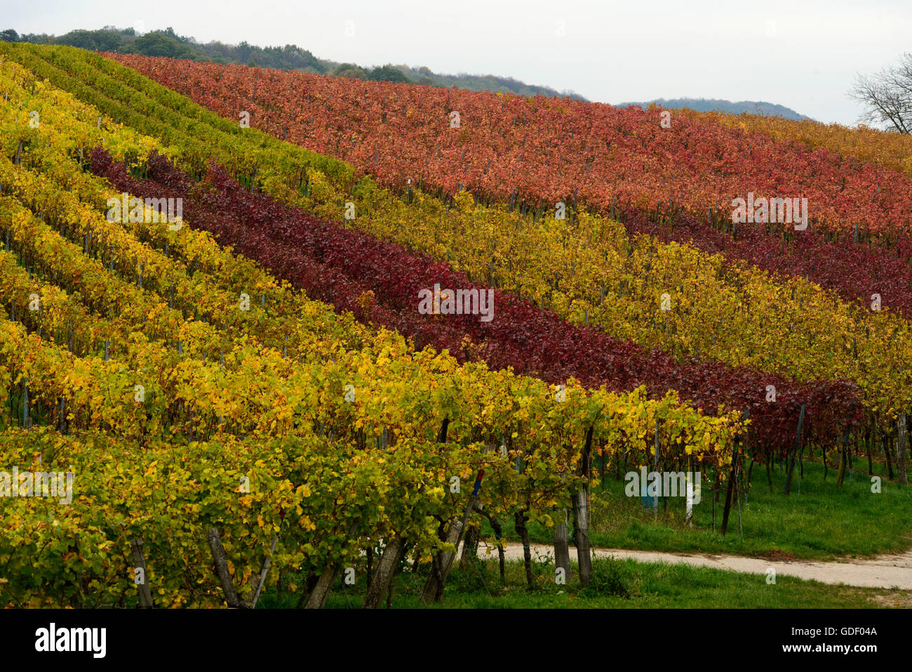 Vignes, Klingenmunster, Rheinland-Pfalz, Pfaelzer Wald, rue des vignes du Sud, Allemagne / mions Banque D'Images