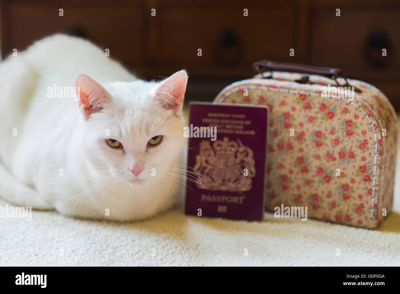 Un chat blanc est assis à côté d'une valise et d'un passeport Banque D'Images