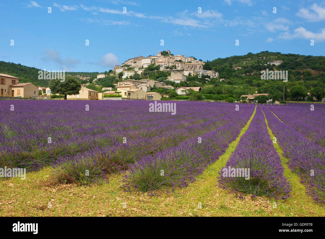 Simiane la Rotonde, Provence, Provence-Alpes-Côte d'Azur, France Banque D'Images