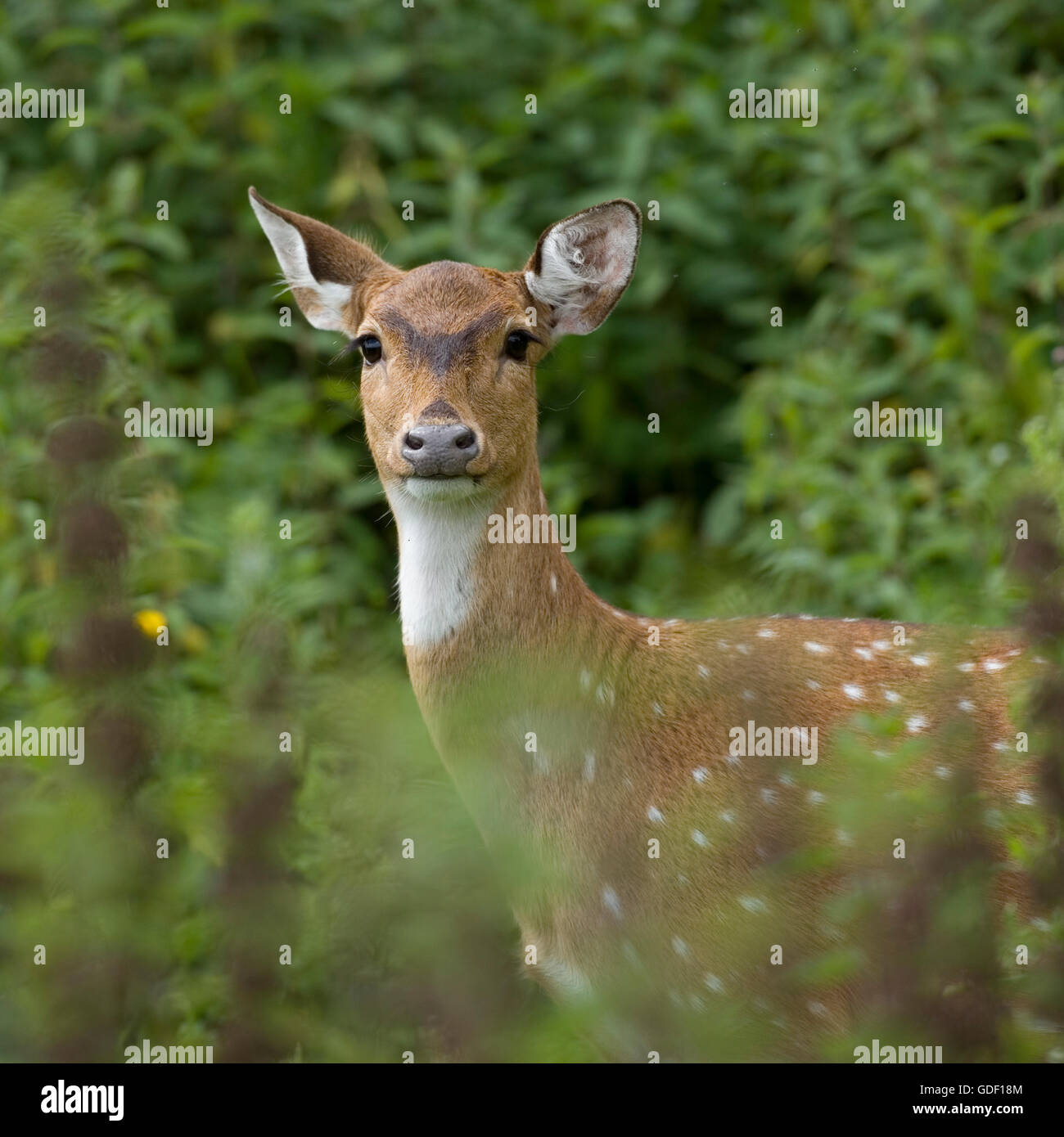 Cerf Axis Banque D'Images