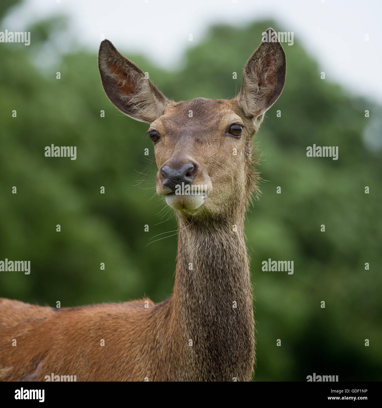 cerf rouge femelle, ind Banque D'Images