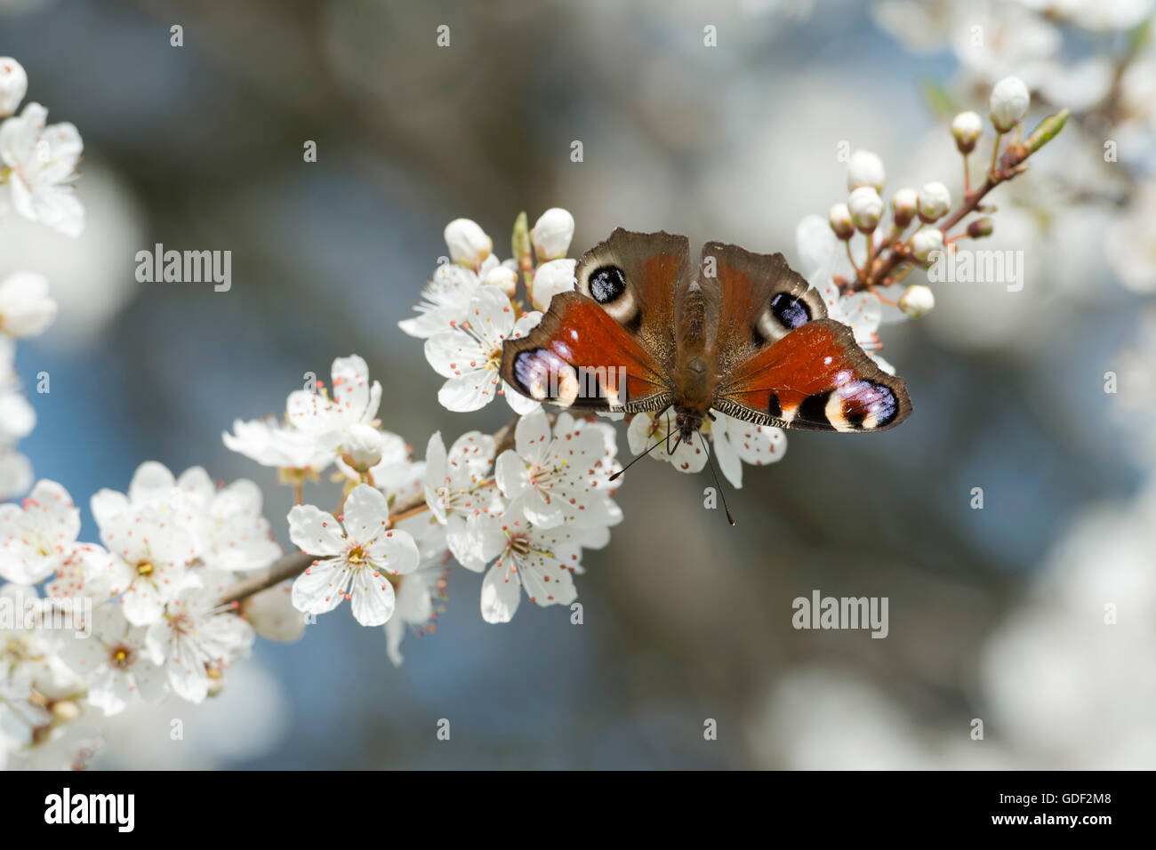 Peacock, européenne (Inachis io syn. : Nymphalis io), Allemagne, prunier Banque D'Images