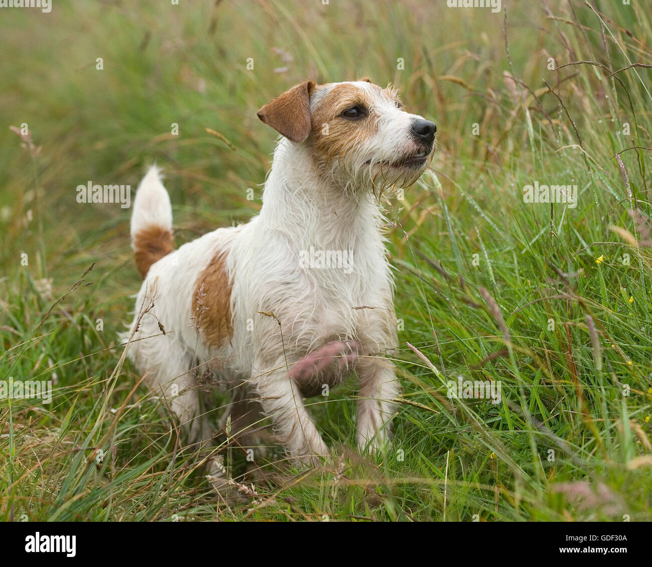 Jack Russell Terrier Banque D'Images