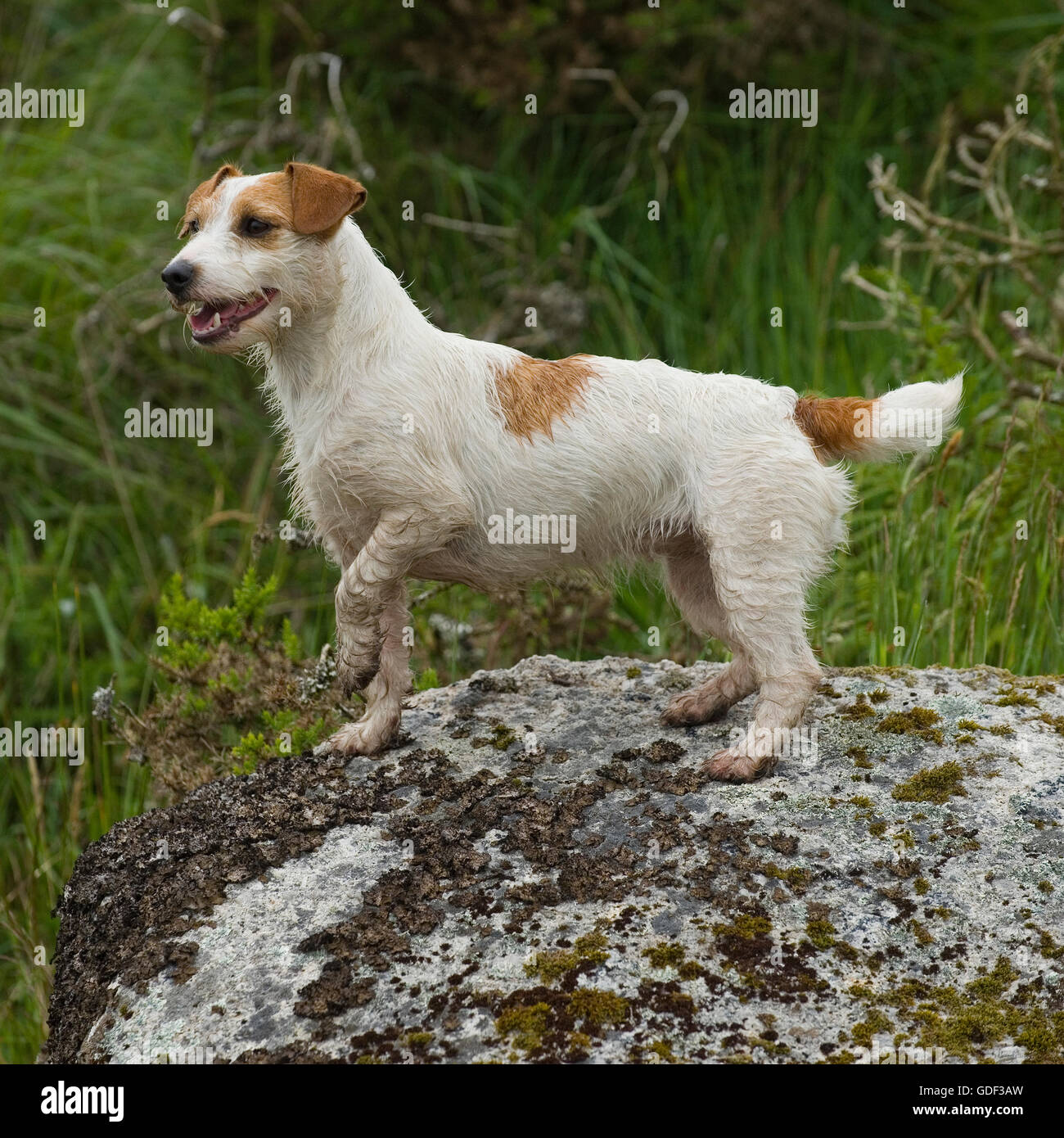 Jack Russell Terrier Banque D'Images