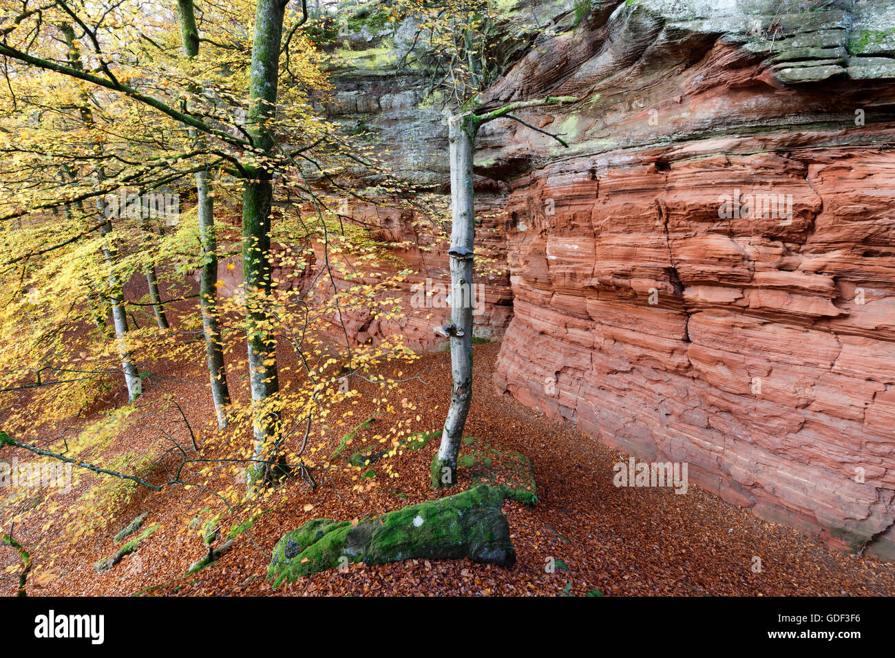 Monument naturel, l'automne, Altschlossfelsen, Eppenbrunn, Rhénanie-Palatinat, Allemagne Banque D'Images