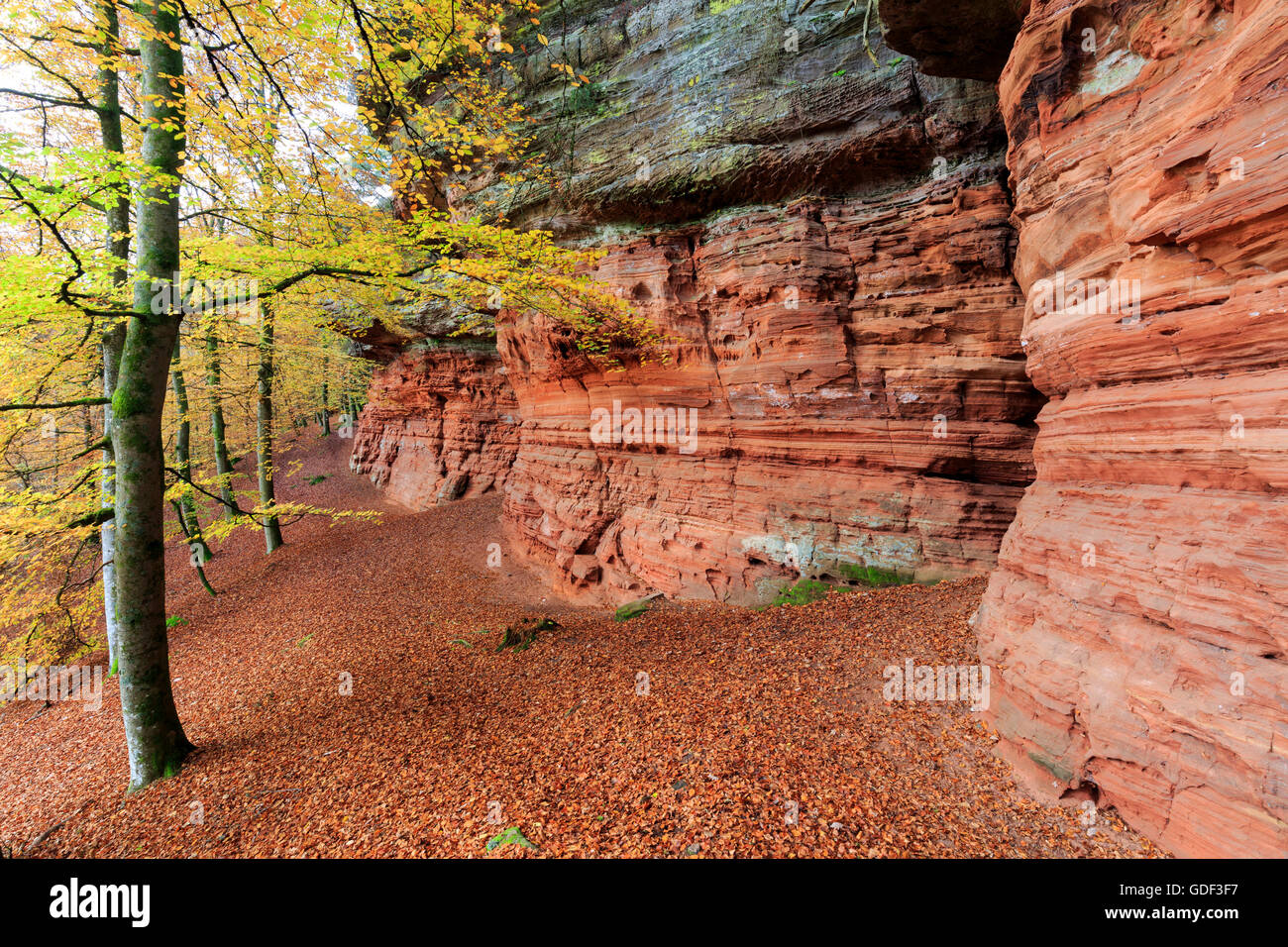 Monument naturel, l'automne, Altschlossfelsen, Eppenbrunn, Rhénanie-Palatinat, Allemagne Banque D'Images