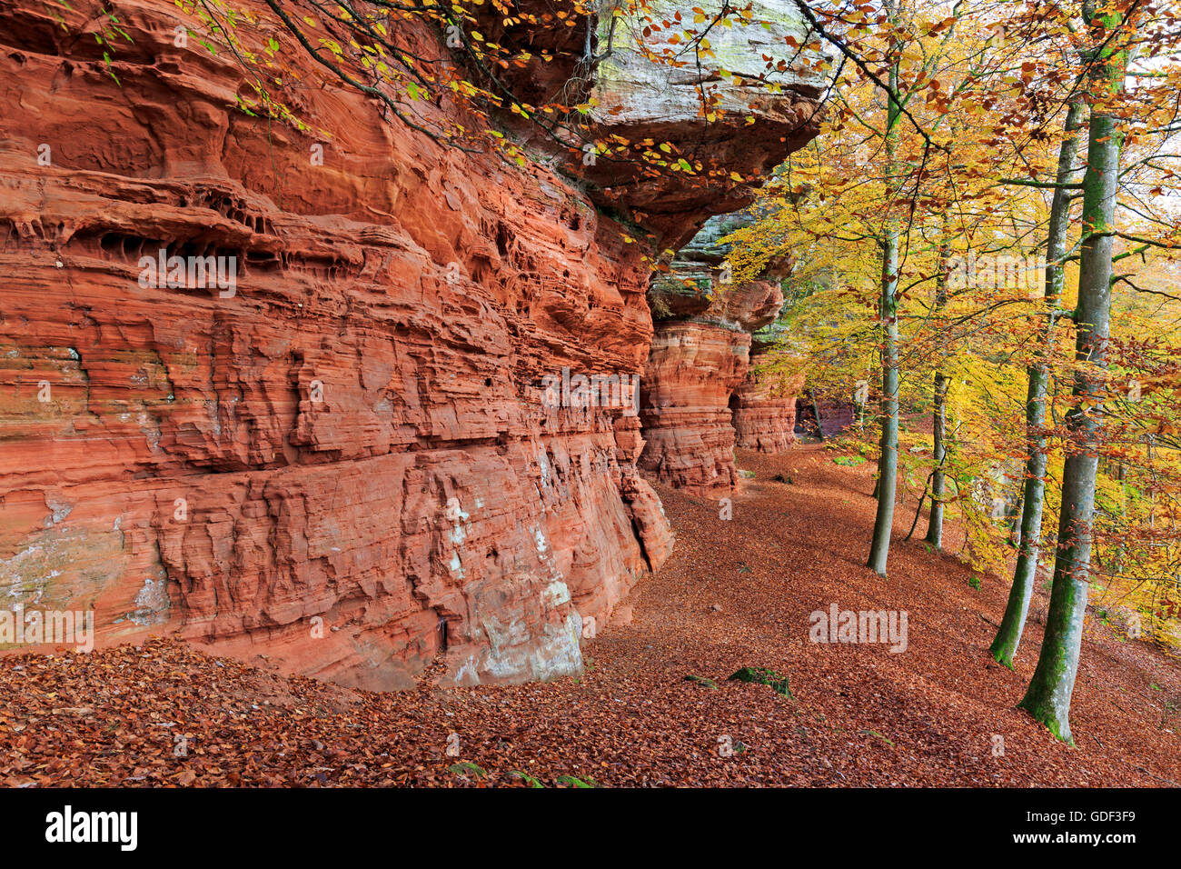 Monument naturel, l'automne, Altschlossfelsen, Eppenbrunn, Rhénanie-Palatinat, Allemagne Banque D'Images
