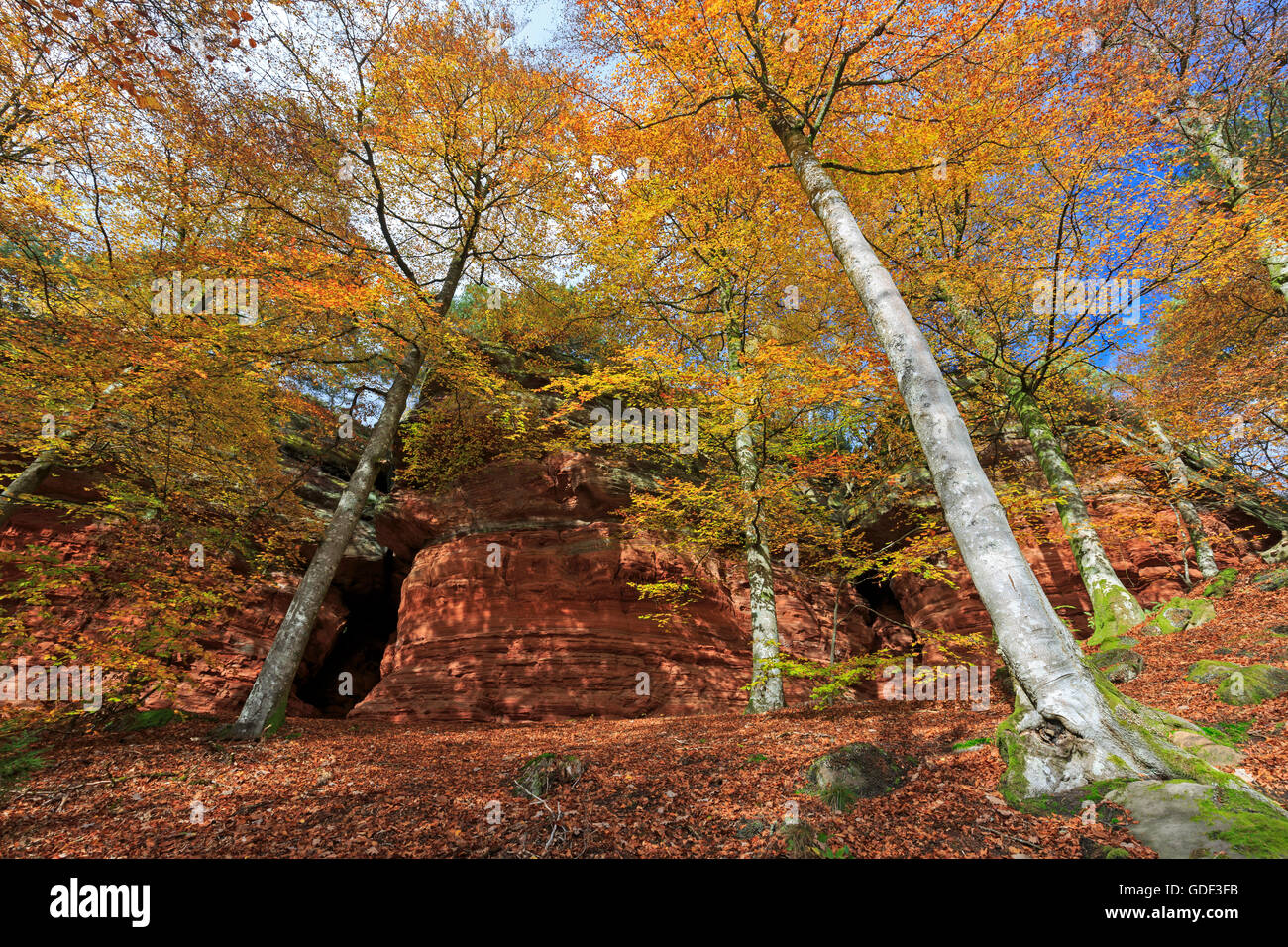 Monument naturel, l'automne, Altschlossfelsen, Eppenbrunn, Rhénanie-Palatinat, Allemagne Banque D'Images