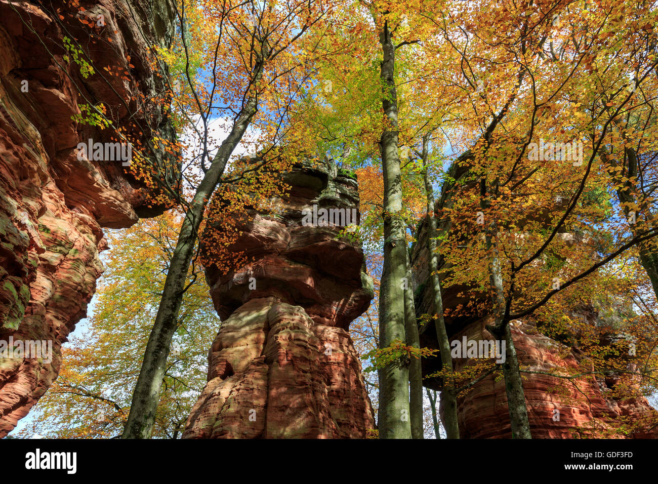 Monument naturel, l'automne, Altschlossfelsen, Eppenbrunn, Rhénanie-Palatinat, Allemagne Banque D'Images